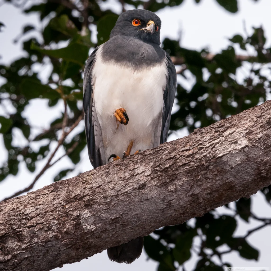 白腹鹰(Tachyspiza haplochrous)