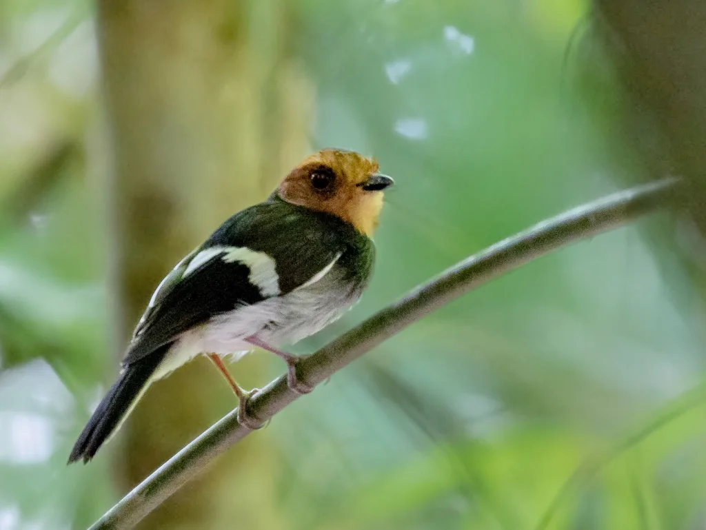 黑胸霸鹟(Taeniotriccus andrei)