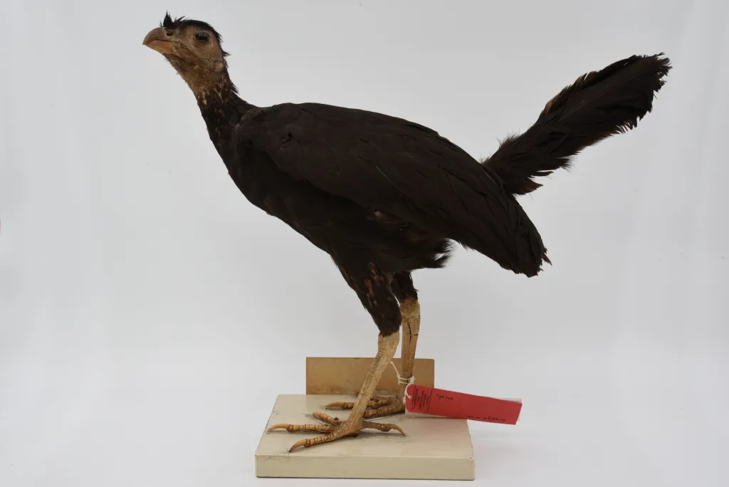 褐领塚雉(Talegalla jobiensis)