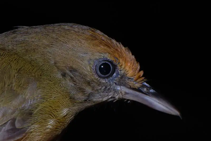 黑顶蚁鵙(Thamnophilus schistaceus)