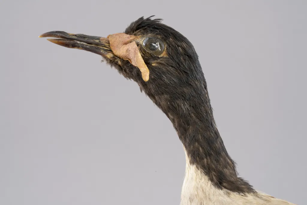 爪哇麦鸡(Vanellus macropterus)
