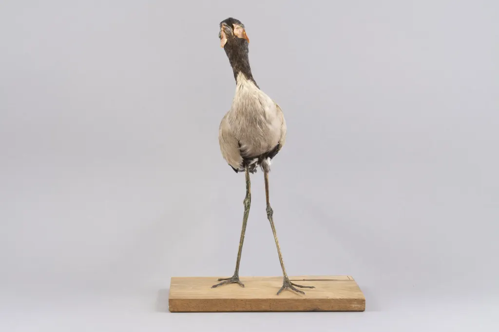 爪哇麦鸡(Vanellus macropterus)