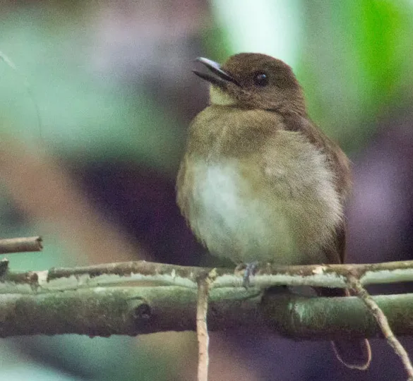 黑林鹟(Vauriella albigularis)