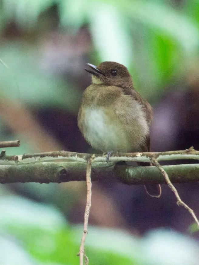 黑林鹟(Vauriella albigularis)