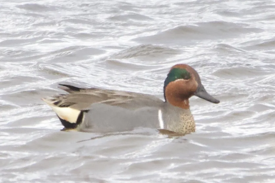 美洲绿翅鸭(Anas carolinensis)