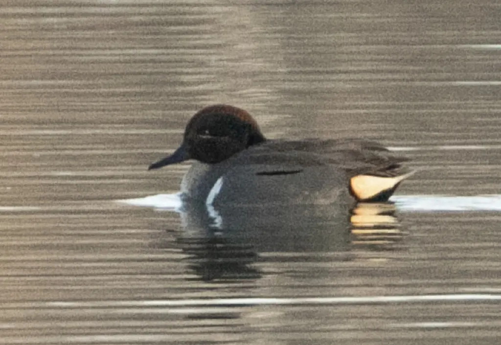 美洲绿翅鸭(Anas carolinensis)