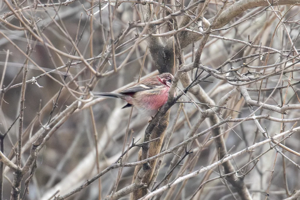 中华长尾雀（Carpodacus lepidus）