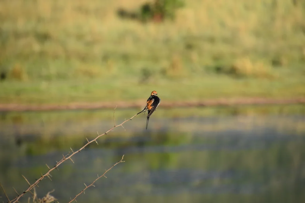 小纹燕(Cecropis abyssinica)