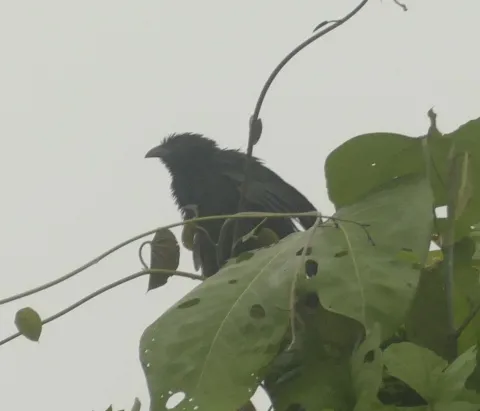小黑鸦鹃