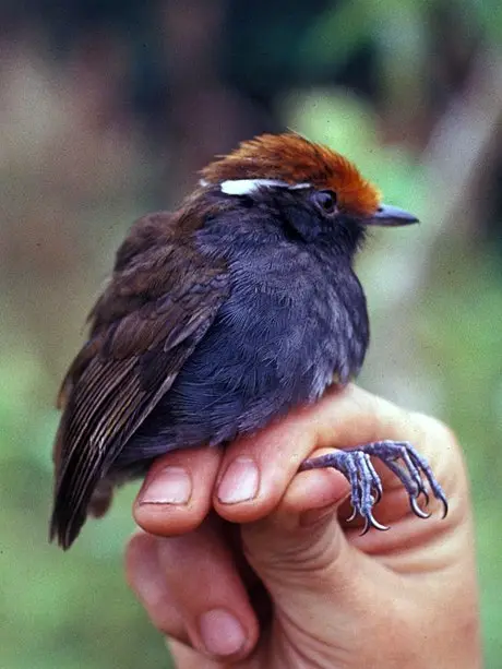 栗顶食蚊鸟(Conopophaga castaneiceps)