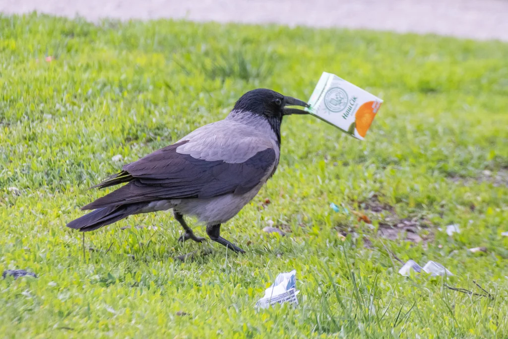 冠小嘴乌鸦(Corvus cornix)