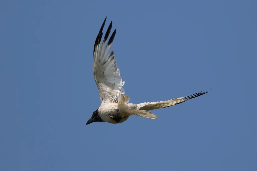 冠小嘴乌鸦(Corvus cornix)