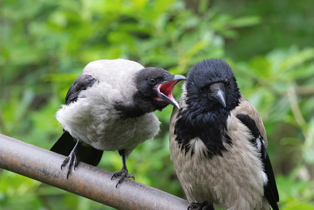 冠小嘴乌鸦(Corvus cornix)