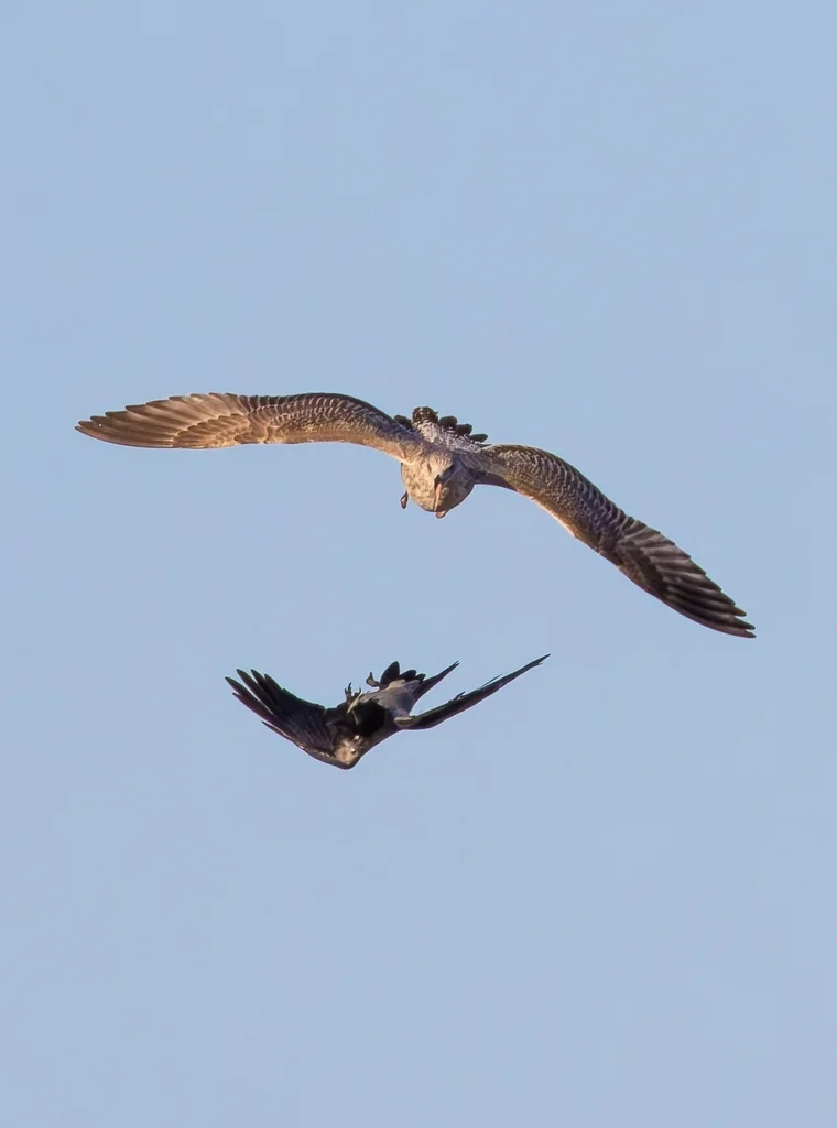 冠小嘴乌鸦(Corvus cornix)
