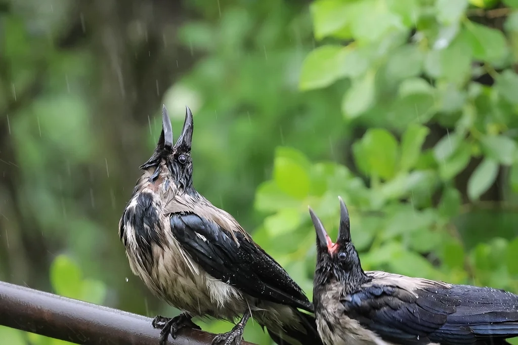 冠小嘴乌鸦(Corvus cornix)