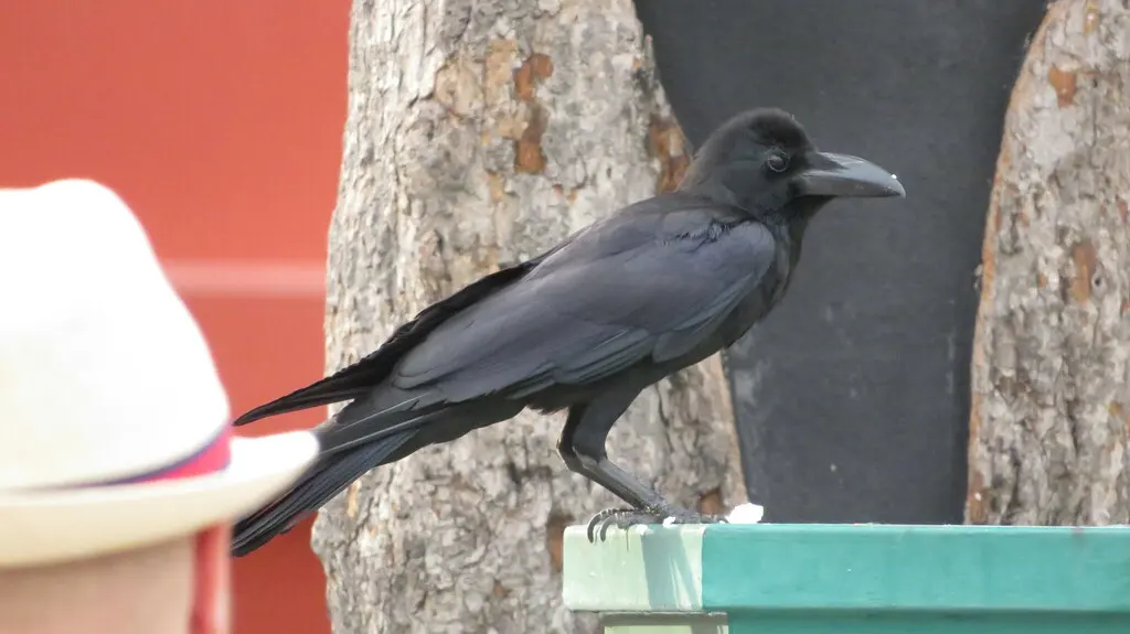 丛林鸦(Corvus levaillantii)