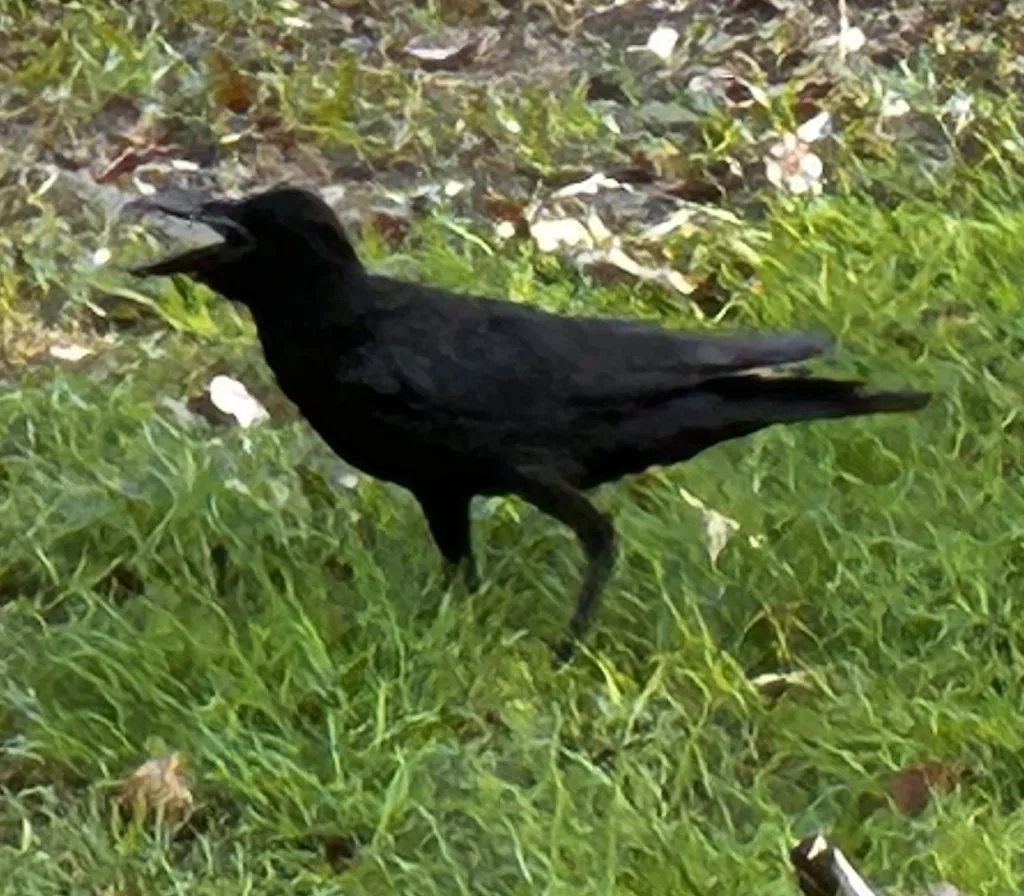 丛林鸦(Corvus levaillantii)