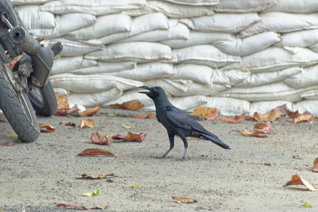 丛林鸦(Corvus levaillantii)