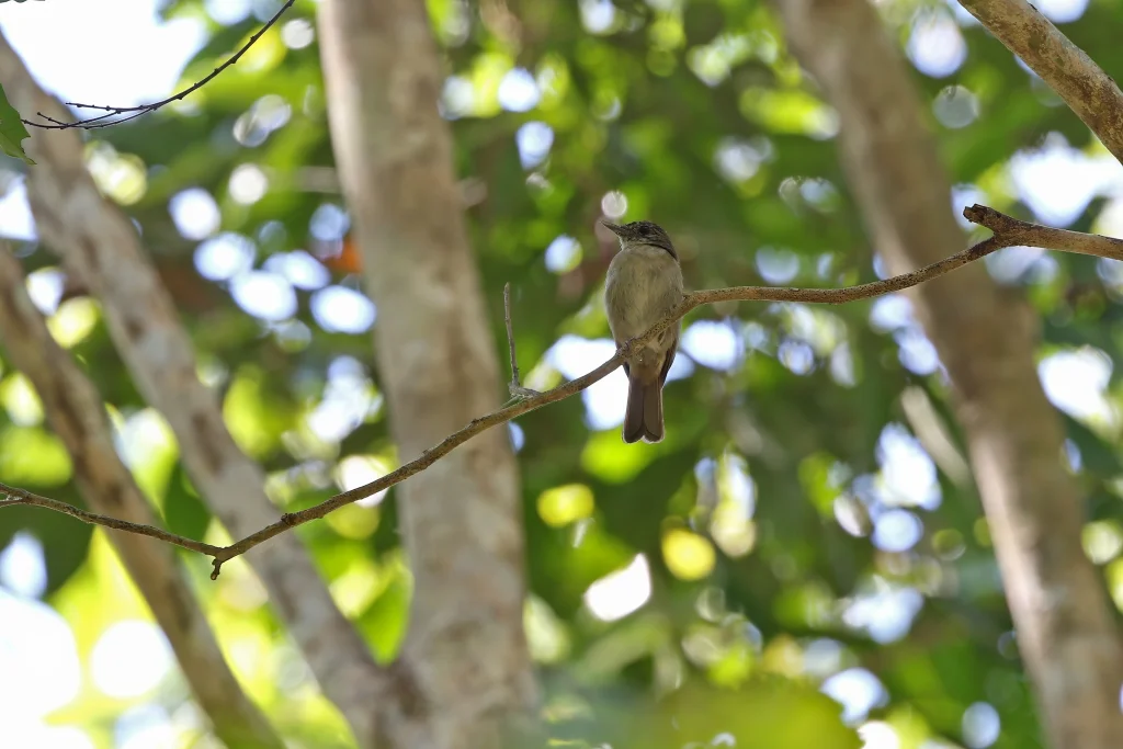 邦盖林鹟(Cyornis pelingensis)