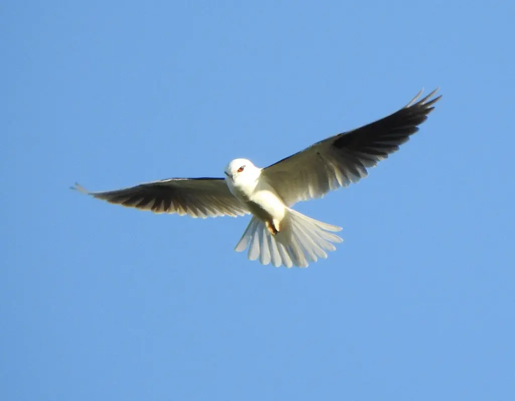 澳洲鸢(Elanus axillaris)