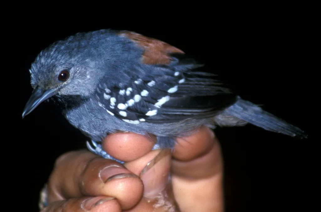 丽蚁鹩(Epinecrophylla ornata)