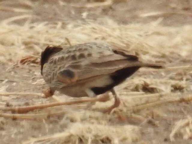 白颊雀百灵(Eremopterix leucopareia)