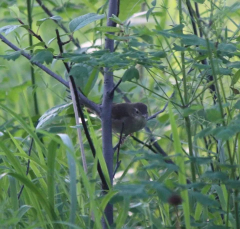 苍眉蝗莺