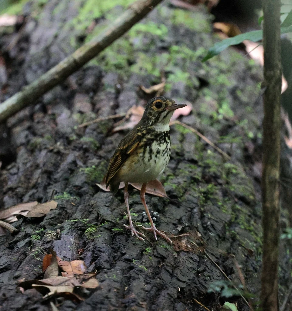 上弗洛雷斯塔蚁鸫(Hylopezus whittakeri)