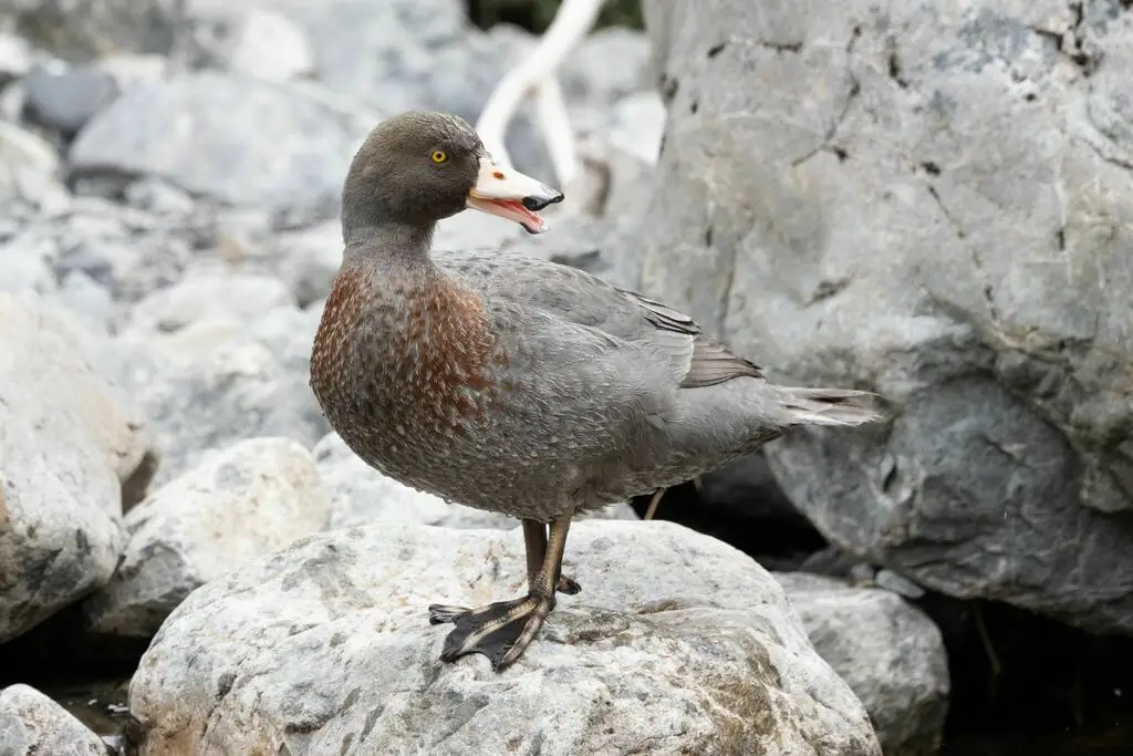 山鸭（Hymenolaimus malacorhynchos）