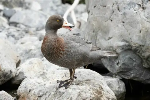 山鸭