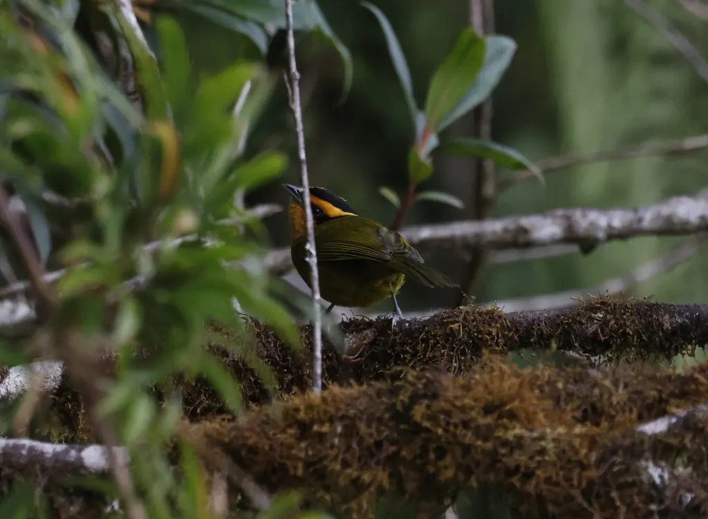 黄眉拟雀（Kleinothraupis calophrys）