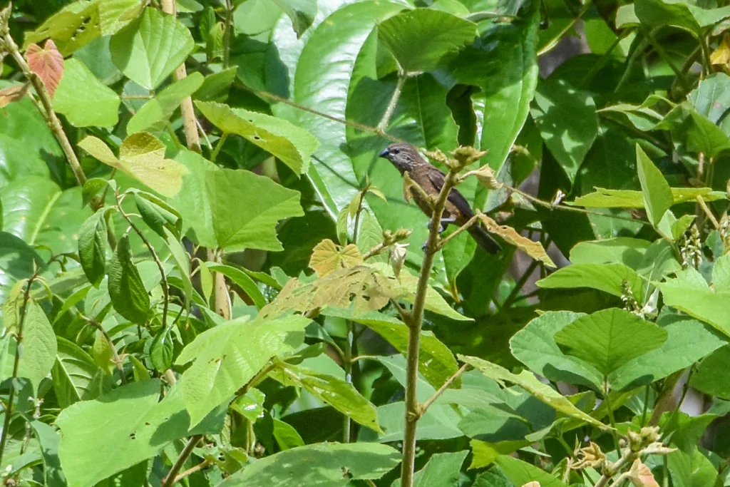 白斑文鸟(Mayrimunia leucosticta)