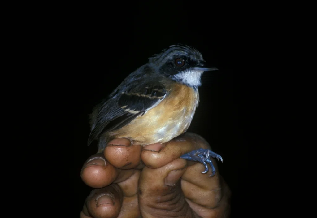 黑脸蚁鸟(Myrmoborus myotherinus)