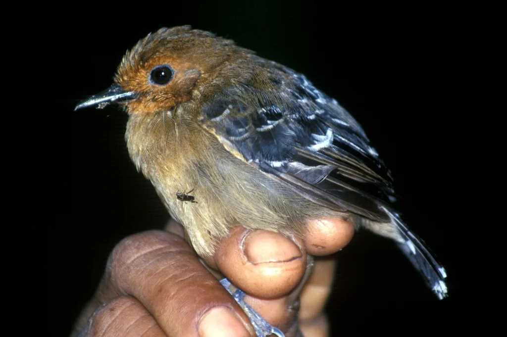 长翅蚁鹩(Myrmotherula longipennis)