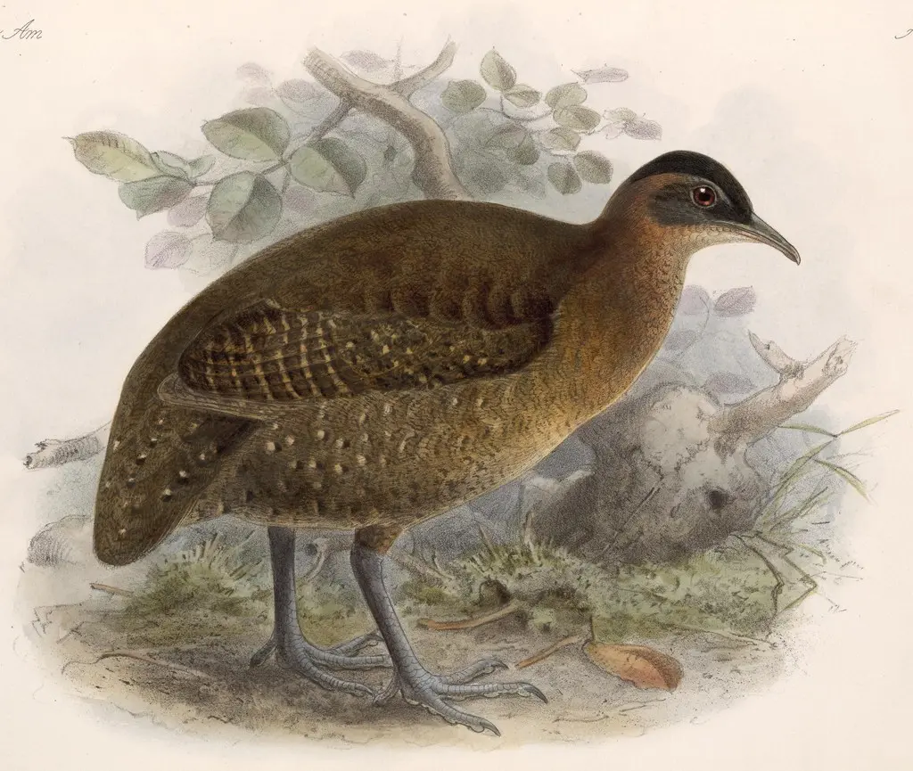 黑头林䳍(Nothocercus bonapartei)