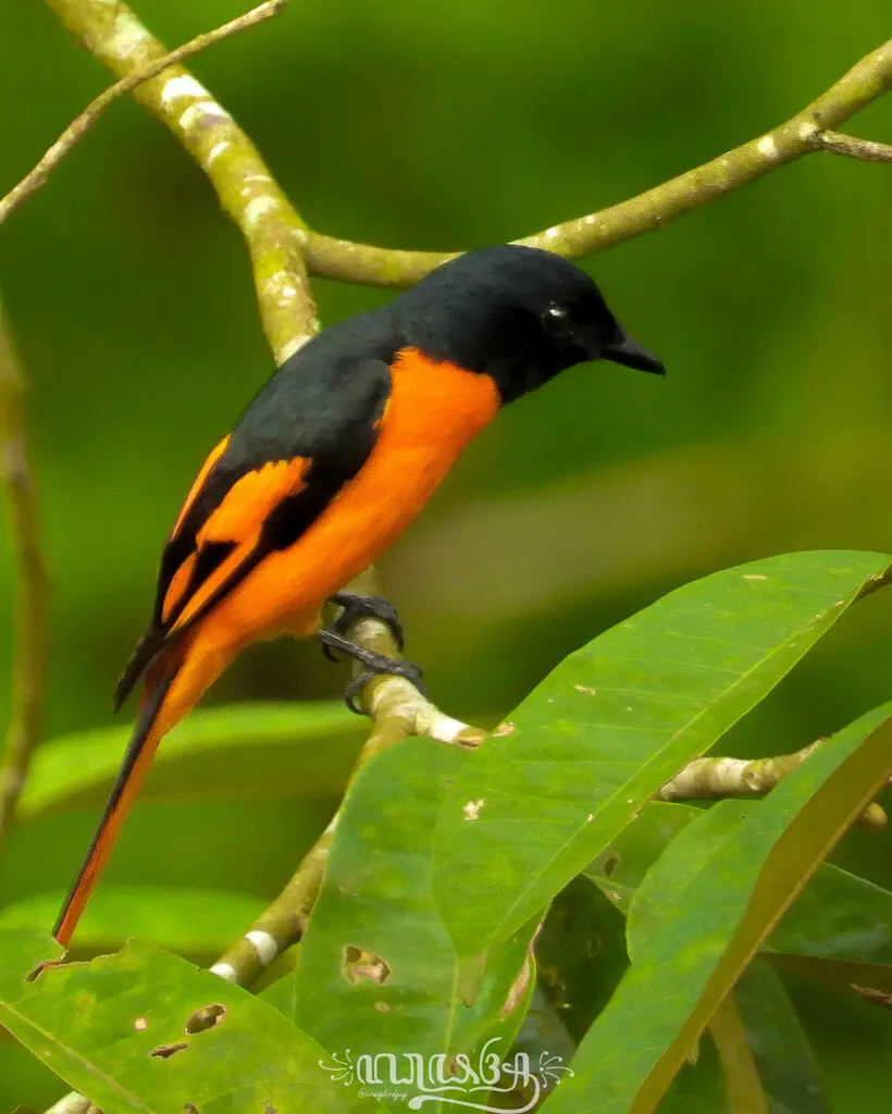 赤红山椒鸟(Pericrocotus speciosus)
