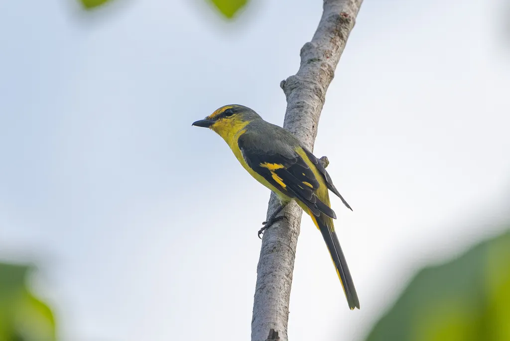 赤红山椒鸟(Pericrocotus speciosus)