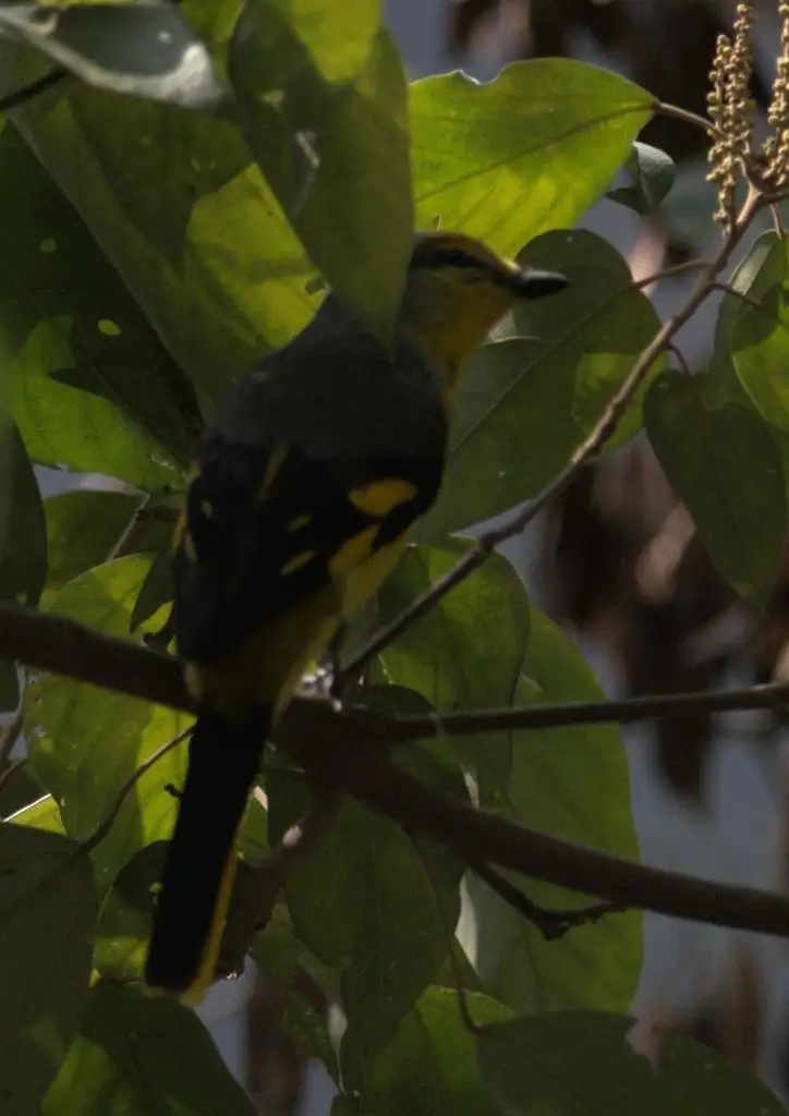 赤红山椒鸟(Pericrocotus speciosus)