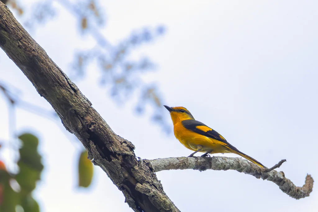 赤红山椒鸟(Pericrocotus speciosus)