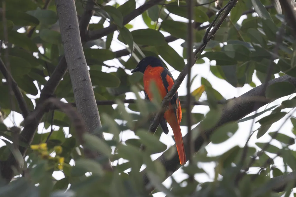 赤红山椒鸟(Pericrocotus speciosus)