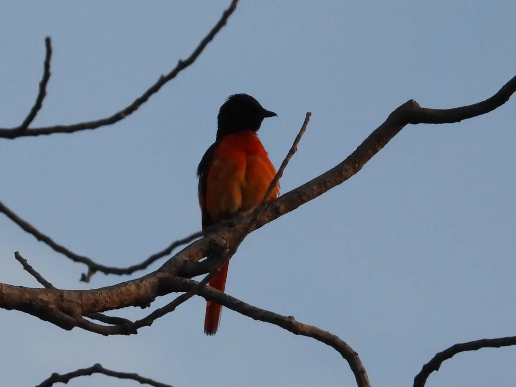 赤红山椒鸟(Pericrocotus speciosus)
