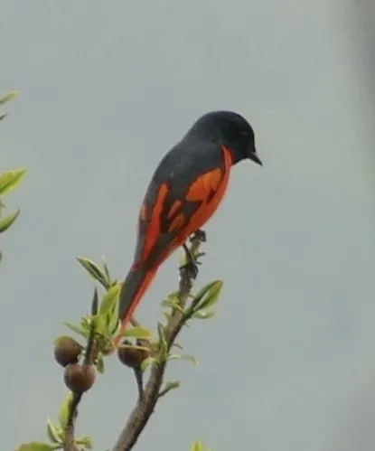 赤红山椒鸟(Pericrocotus speciosus)