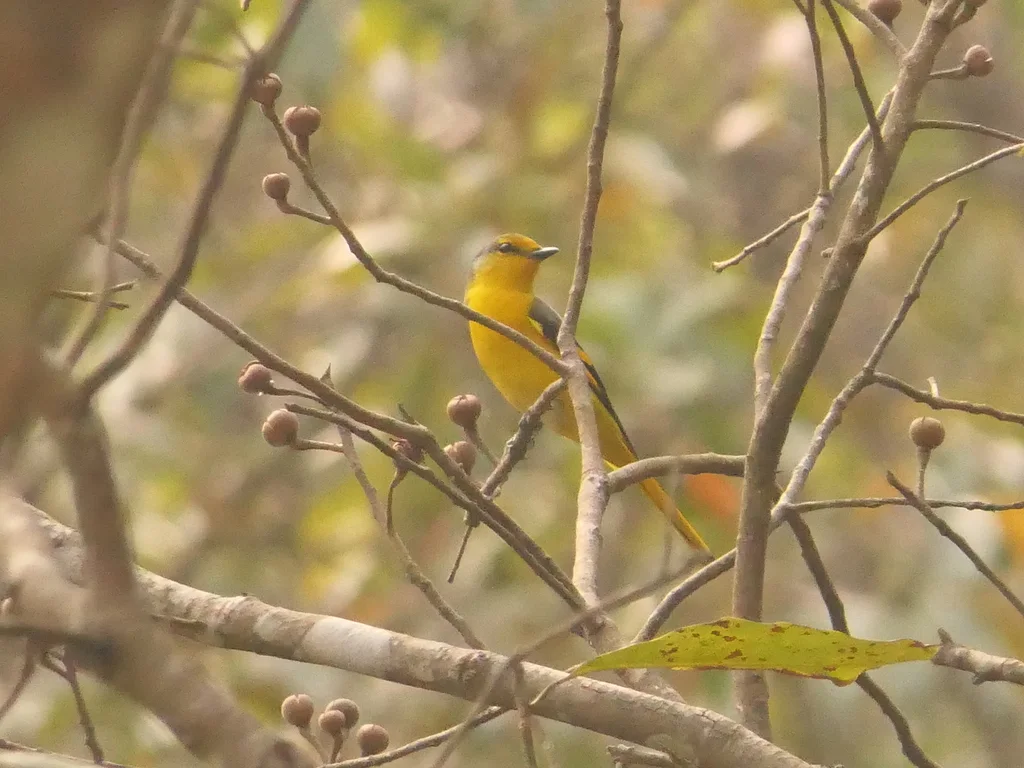 赤红山椒鸟(Pericrocotus speciosus)