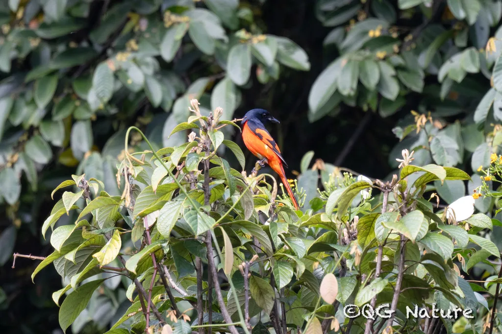 赤红山椒鸟(Pericrocotus speciosus)