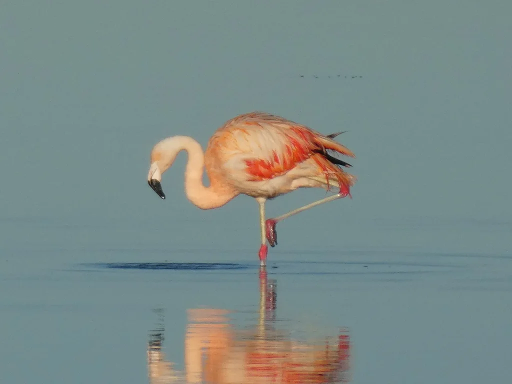 智利红鹳(Phoenicopterus chilensis)