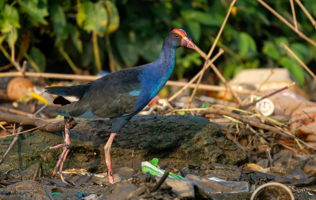 黑背紫水鸡(Porphyrio indicus)