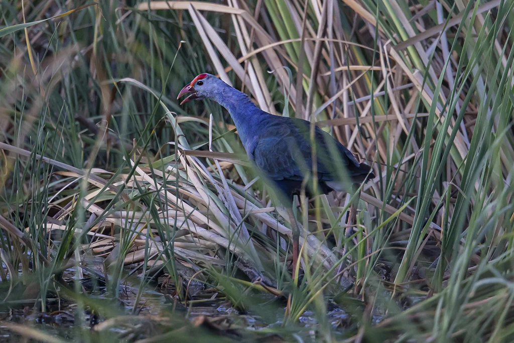 紫水鸡(Porphyrio poliocephalus)