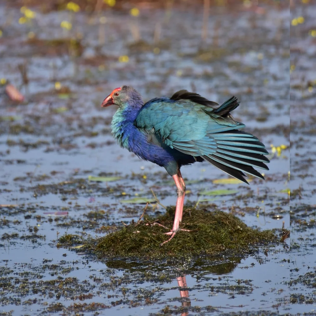 紫水鸡(Porphyrio poliocephalus)