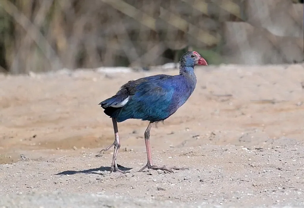 紫水鸡(Porphyrio poliocephalus)