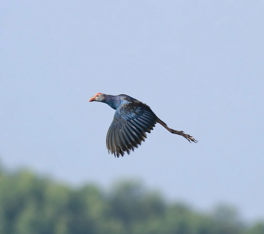 紫水鸡(Porphyrio poliocephalus)